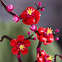 LEGO Icons 10369, Plommonblomma